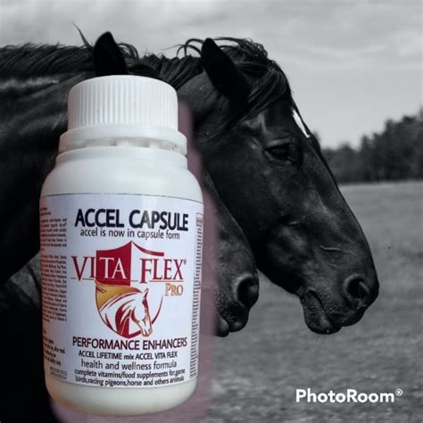 accel for gamefowl